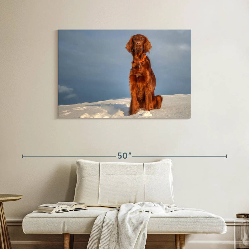 Brampt Irish Setter On Snow