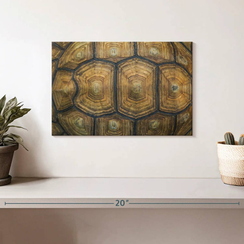 Brampt Giant Tortoise Shell, 8" H x 12" W