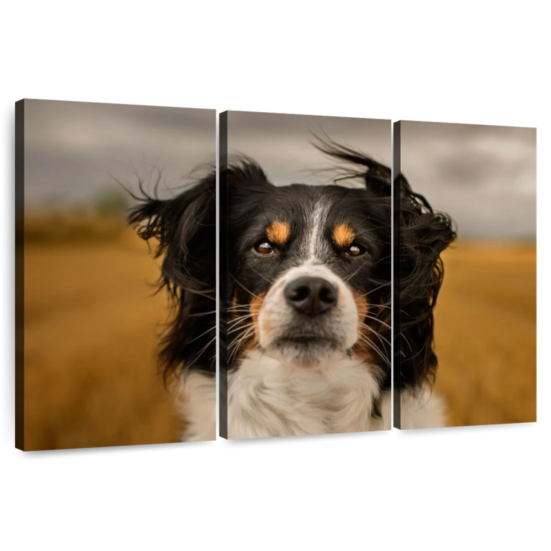 Brampt Expressive Border Collie, 28" H x 45" W