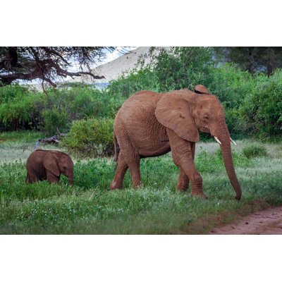 Minara " Elephant Family In Kenya " by Pierivb