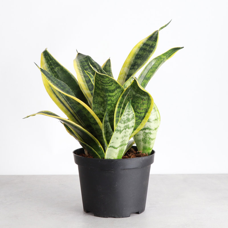 Live Laurentii Snake Plant, 10" H x 6" W x 6" D
