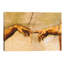 The Creation Of Adam, C.1510 by Michelangelo - Floater Frame Painting on Canvas-191889406-191889399