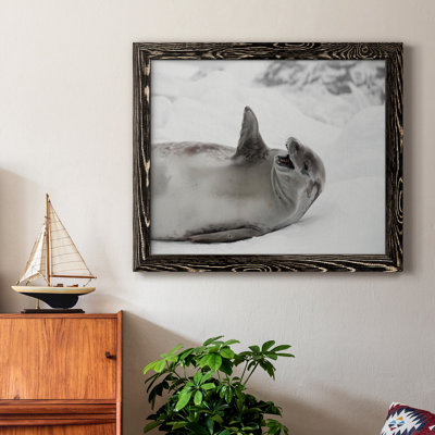 Laughing Seal - photographie encadrée sur toile