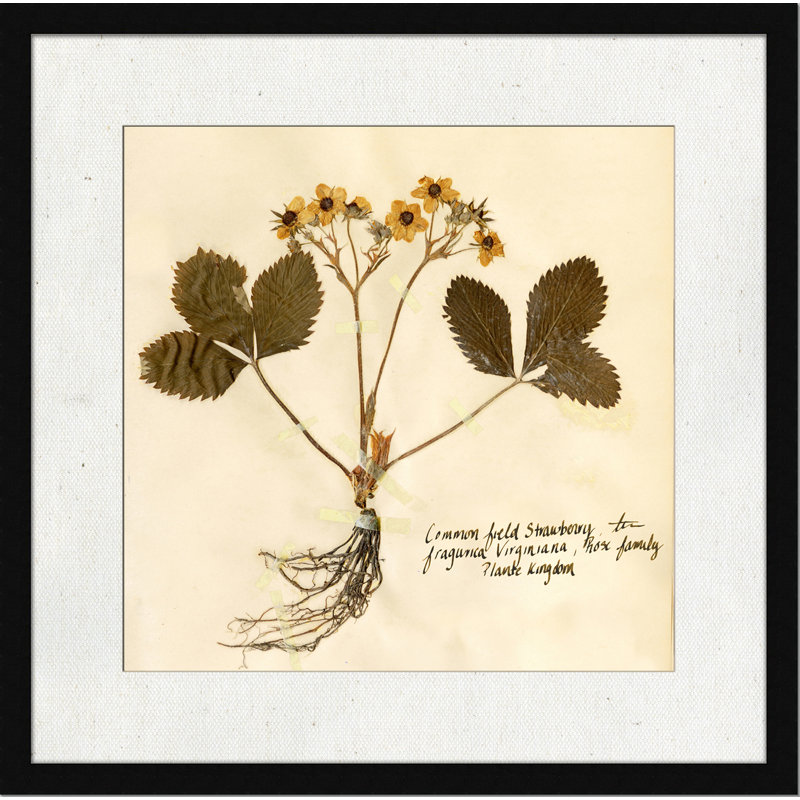Pressed Botanical 5 - Reproduction d'art sur papier encadrée