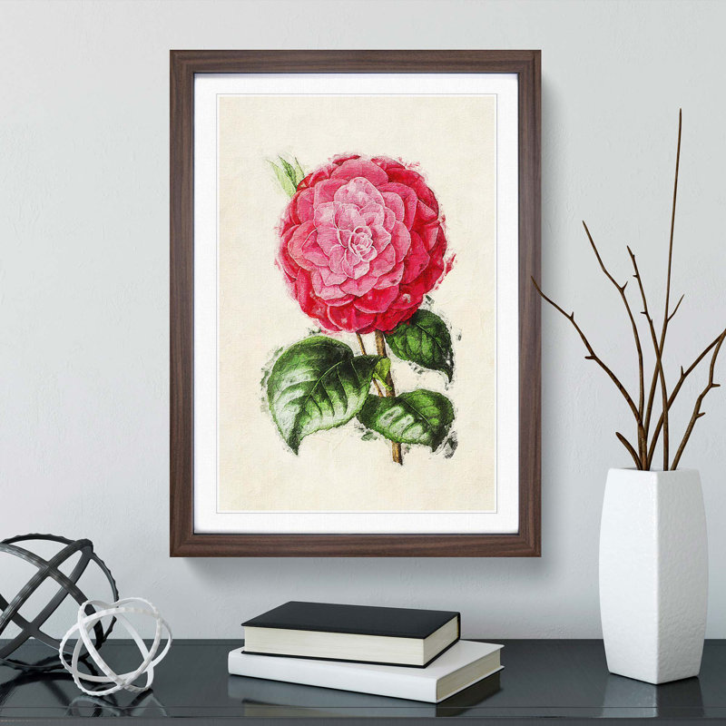 Illustration of a Pink Camellia Flower - Picture Frame Painting Print, 36cm H x 27cm W x 2cm D, Walnut Framed