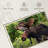 Brampt Wild Bull Moose-107875337