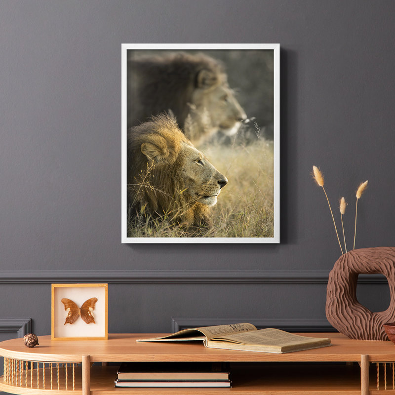 «Lions in Morning Sun», reproduction encadrée - bois massif, Blanc, H 20 po x l 16 po