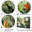 Hammondsport - ensemble d'art mural plantes-107750186-107750190
