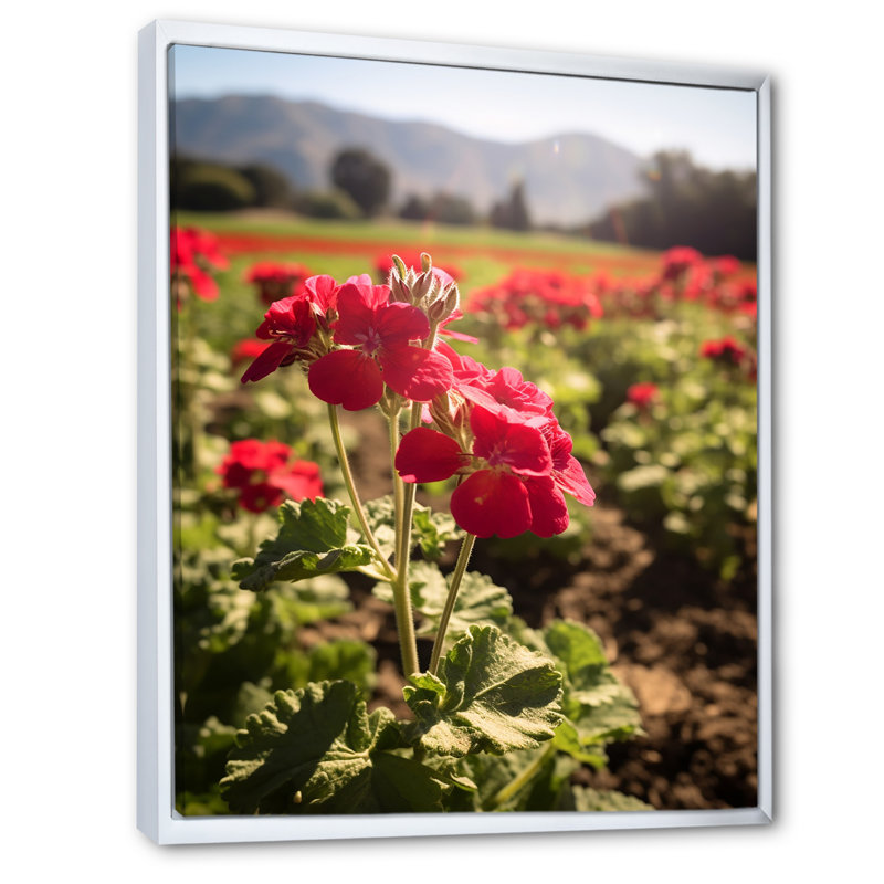 Photo Og Geraniums Field I sur toile, Cadre flottant blanc, H 40 po x l 30 po x P 1,5 po