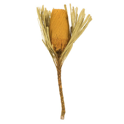 Dried Banksia Floral Stems