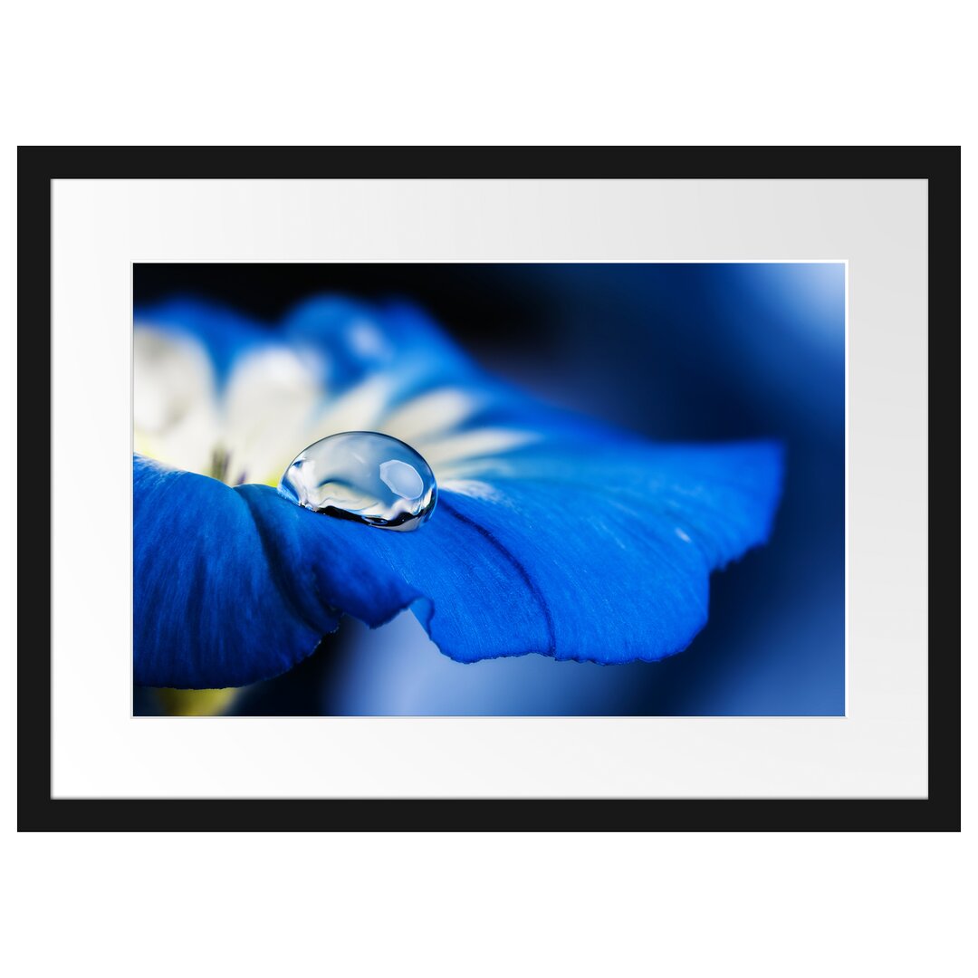 Gerahmtes Poster Wassertropfen auf blauer Blüte