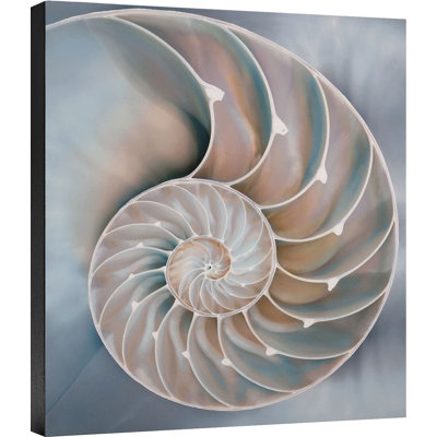 " Nautilus In Blue I "