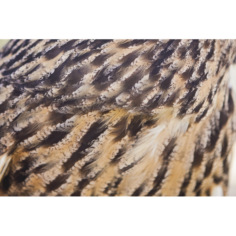 " Owl Feathers " by Lilburd, 32" H x 48" W  