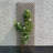 Brzozowski 180cm H Expanding Trellis-1196900415