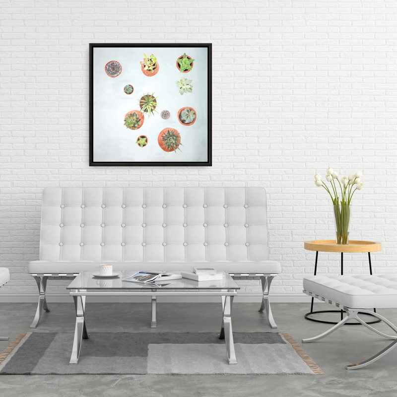 " Cactus Plants "