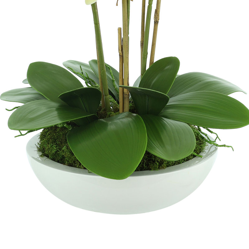 Orchids Arranged in Fiberstone Planter, Yellow