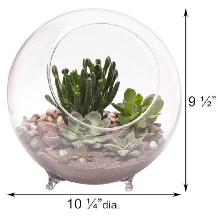 Terrarium Supplies With 4 Indoor Plug Plants - Terrarium Creations