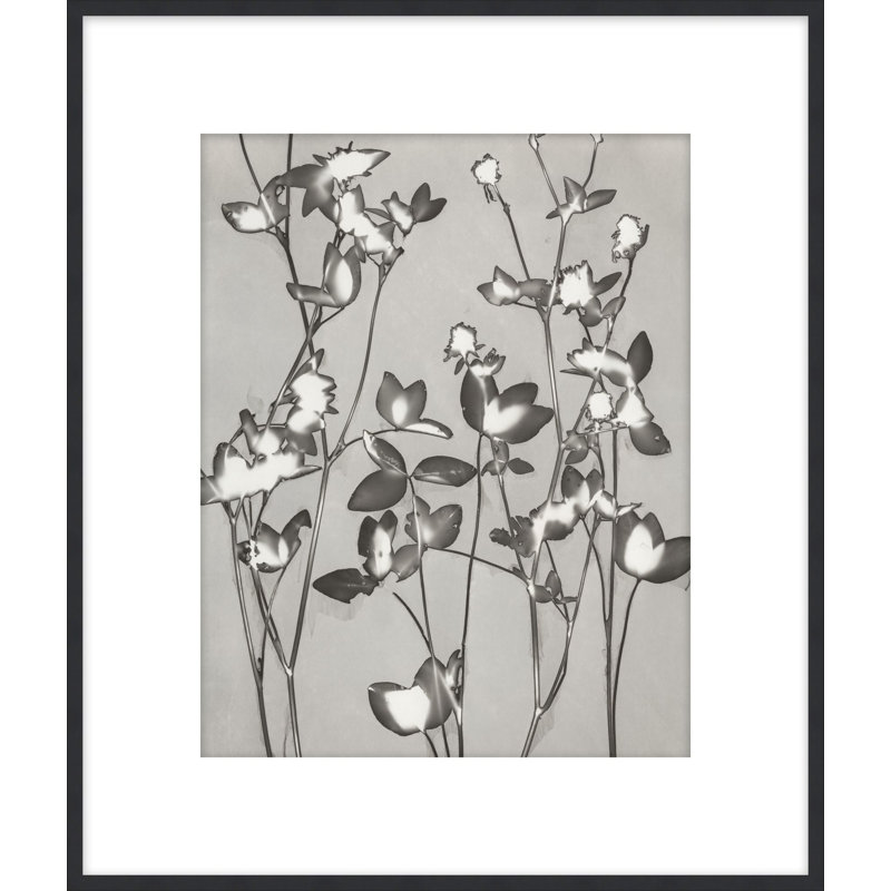 Lucent Botanicals 7, reproduction d'art encadrée, H 46,5 po x l 39,5 po