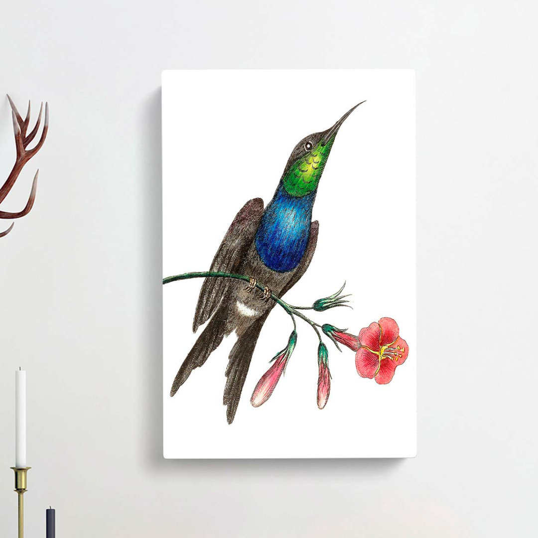 Furcated Hummingbird by George Shaw - Wrapped Canvas