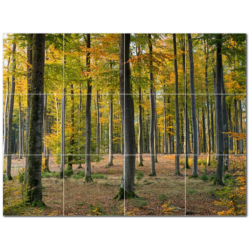 Photo d'arbres 12 x 12
