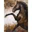 Cheval se ruant dans le sol, reproduction sur toile
