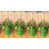 Apple Green is out of stock