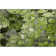 Premium Machine Washable Cerrito AMF558 Fern Rug
