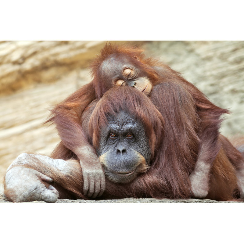 Young Orangutan Is Sleeping On Its Mother - Wrapped Canvas Print, 30cm H x 46cm W