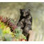 Porte-pot polaire Bear Pot