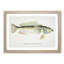 Illustration of a Blue Cod Fish by F.E. Clarke - Picture Frame Painting Print-55579209-55579213
