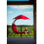 Chaise longue de rêve avec coussin amovible et parasol Vivere Maglione Original-39267719