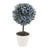 Olive Tree Tree in Pot-35176880-35176874