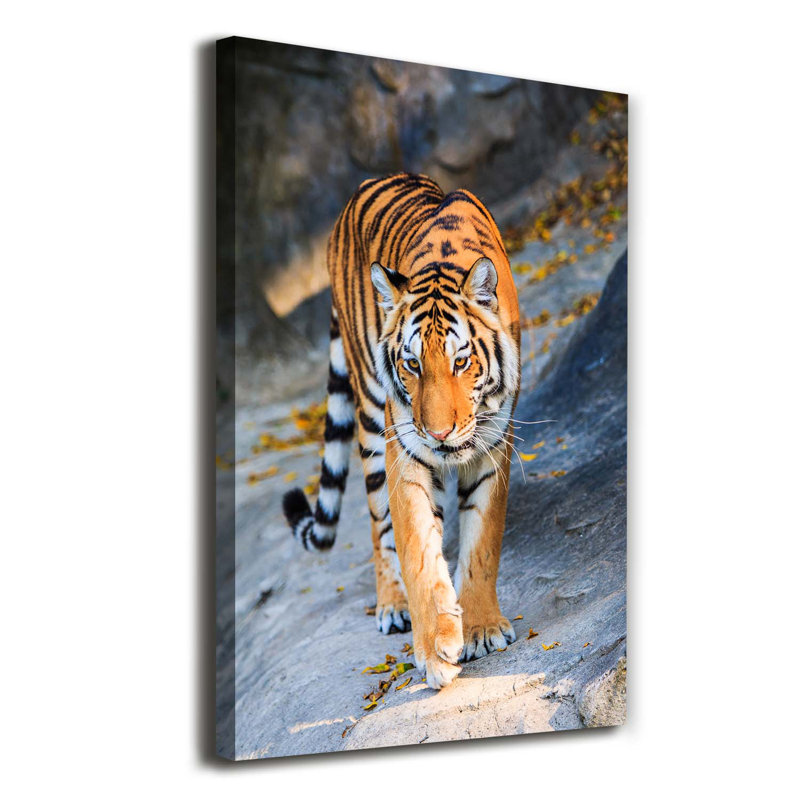 Tiger - Wrapped Canvas Print