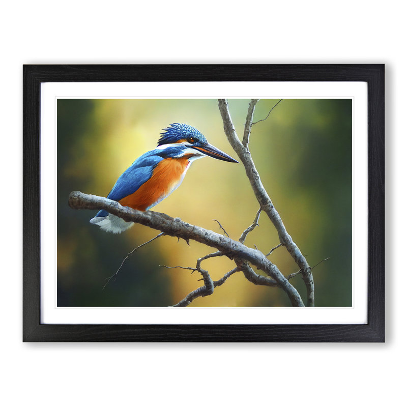 Cool Kingfisher Bird - Framed Print, Black, 34cm H x 46cm W x 2cm D