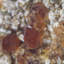 Spessartine. Mine Wushan Spessartine, Chine