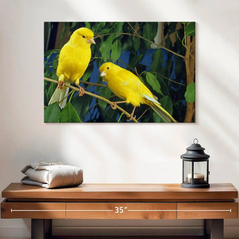 Canari Brampt, H 16 po x l 24 po