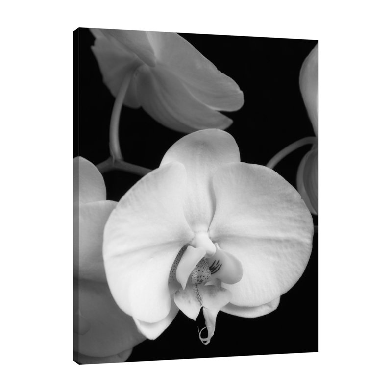«White Orchid 1», toile tendue par Dianne Poinski, H 20 po x l 15 po x P 1,5 po