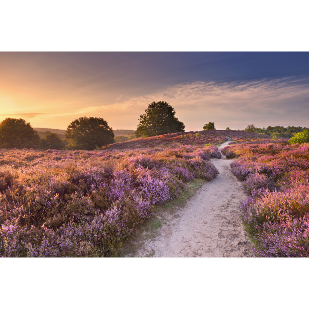 Blooming Heather At Sunrise von Sara_winter - Drucken