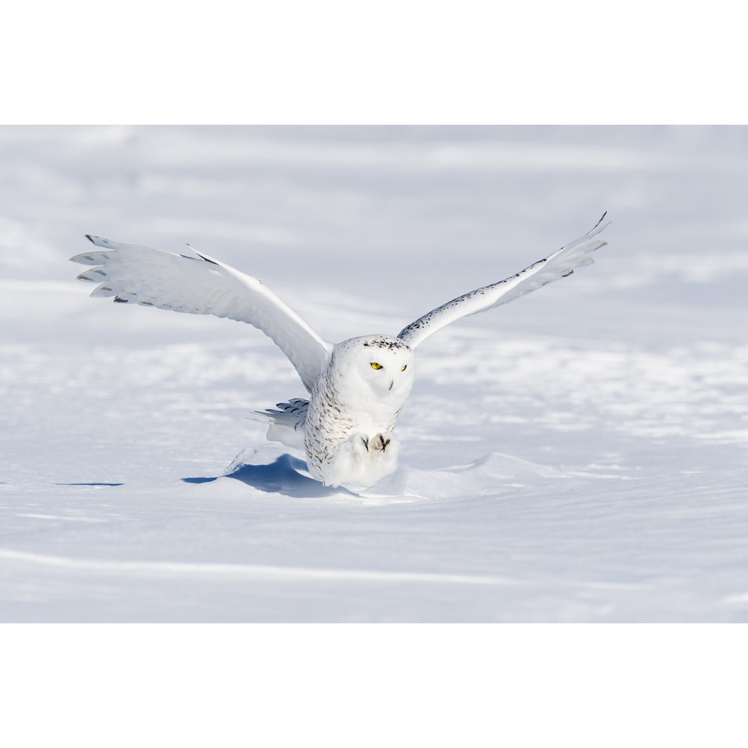 Schnee-Eule, Bubo Scandiacus, Vogel im Flug von Pchoui - Ohne Rahmen auf Leinwand