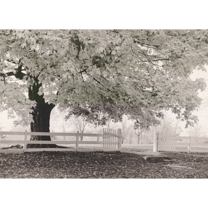 Automne matin MCG-M1644, H 17 po x l 24 po