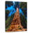 Alvord Towering Sequoia Tree-108247009