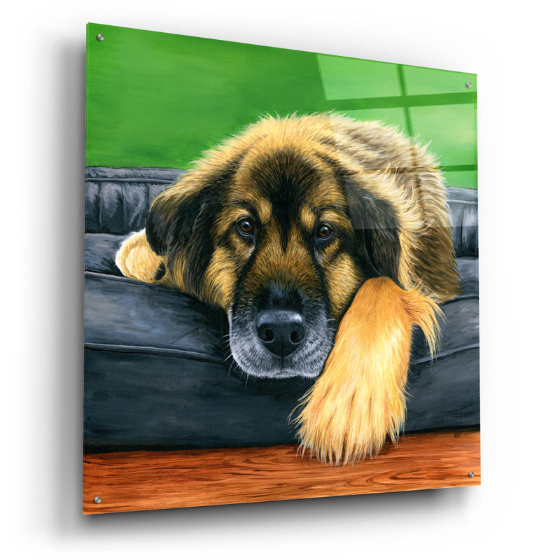 «Cute Shepherd Mix Dog» par Rebecca Wang, art mural en verre acrylique, H 36 po x l 36 po
