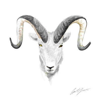 " Watercolor Ram Head " Painting Print