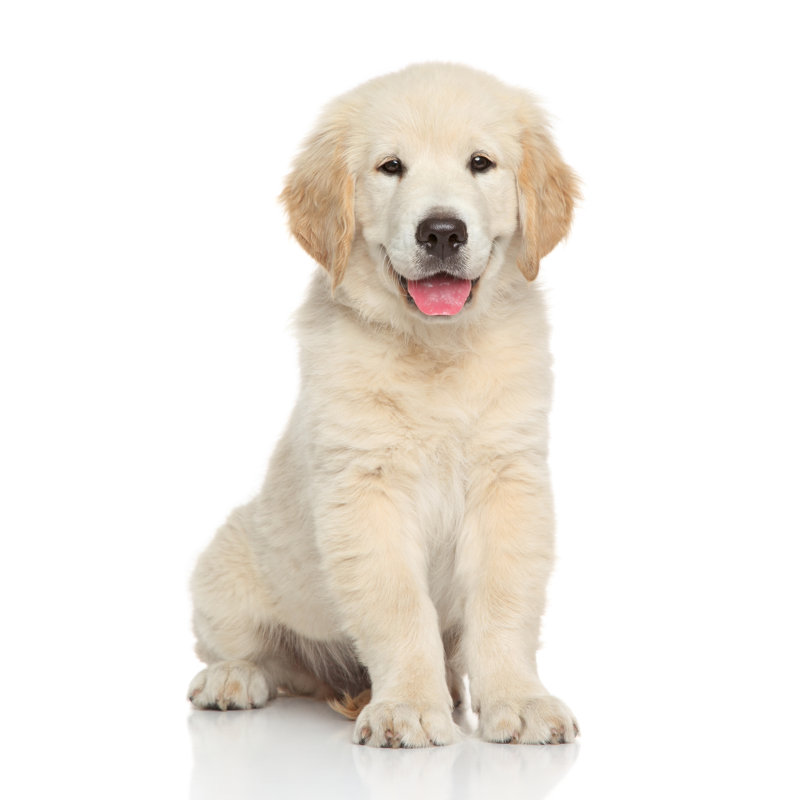 " Golden Retriever Puppy " by Fotojagodka, 30" H x 20" W x 1.25" D