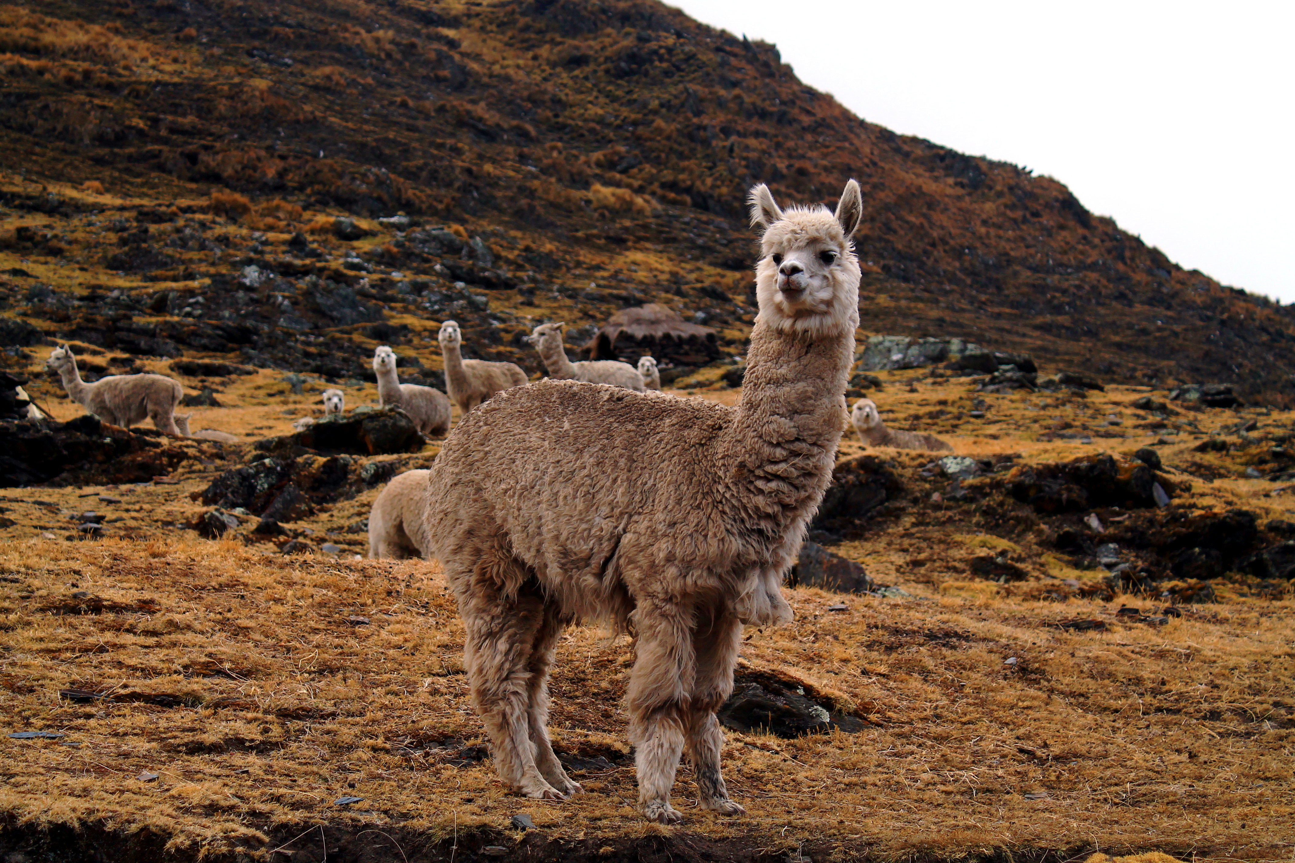 Union Rustic White Alpaca by Pickypalla - Wrapped Canvas Photograph ...