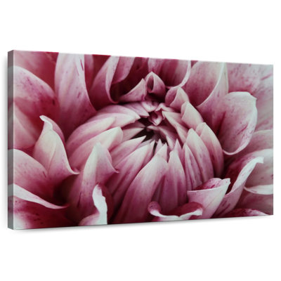 Harnek Pink Dahlia Fantasy