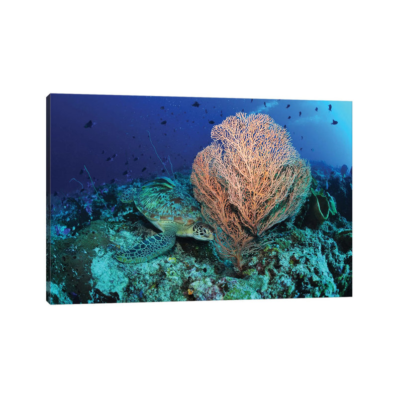 Green Sea Turtle Near A Pink Gorgonian Sea Fan, North Sulawesi by Mathieu Meur - Wrapped Canvas Gallery-Wrapped Canvas Giclée