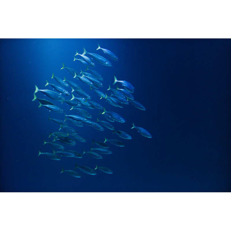 Great Big Blue - Wrapped Canvas Print, 51cm H x 76cm W