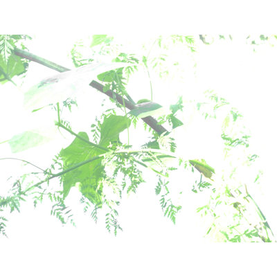 Dream Leaves by Petra Trimmel