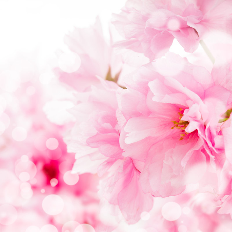 Sakura isolé - photographie sur toile tendue, H 12 po x l 12 po